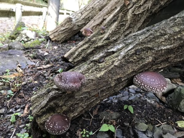 立山産業部活紹介【キノコ部】