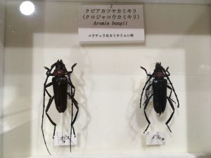 黒くてテカテカしている虫と言えば・・・