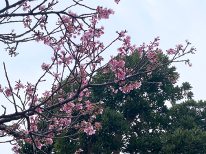 春の気配🌸