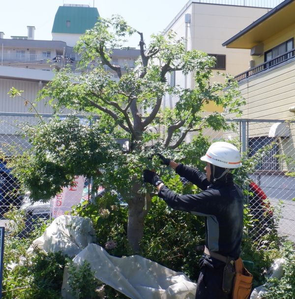 植物の美容師さん