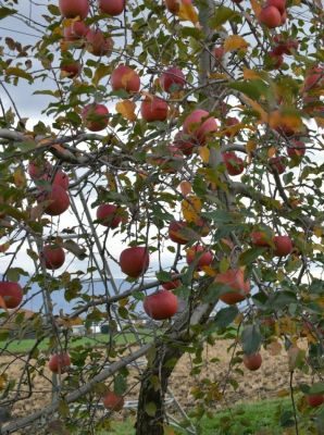 紅葉偵察とりんご（長野県）