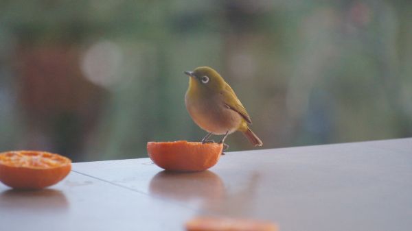 新春の鳥と言えば