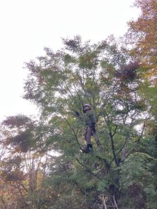 木登り、できますか？